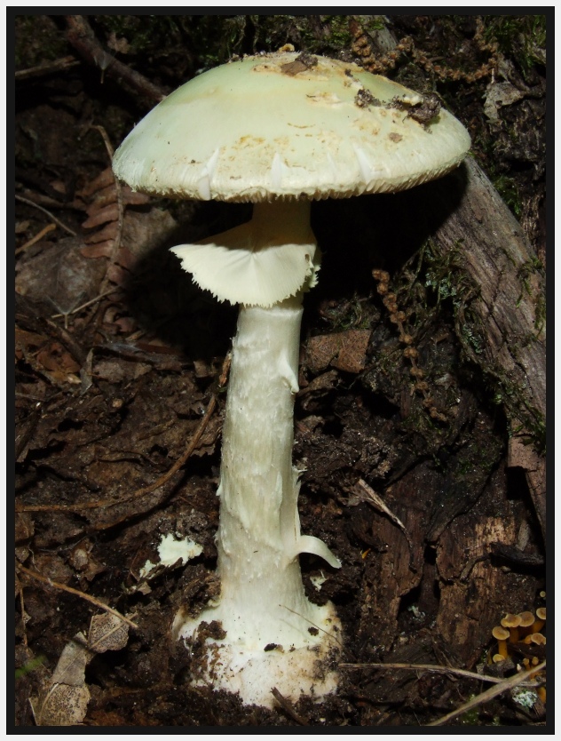 Un paio di giornate micologiche a Bagno di Romagna (FC)